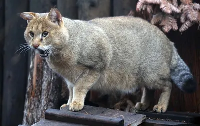 Кавказский камышовый кот | Пикабу