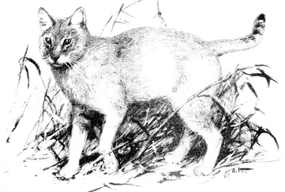 Зоологический форум / Камышовый кот, или хаус (Felis chaus)