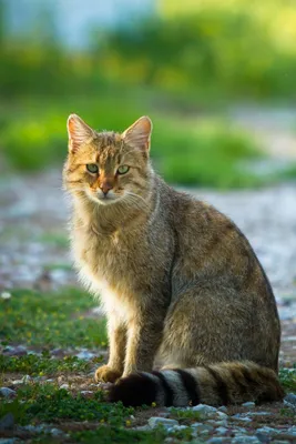 Лесной кот | Красивые кошки, Детеныши животных, Камышовый кот