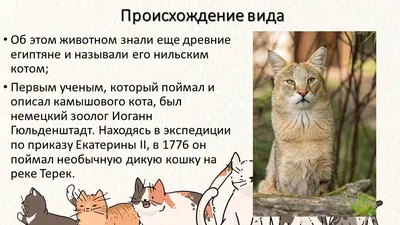 Камышовый кот, амурский кот - на открытке - «VIOLITY»