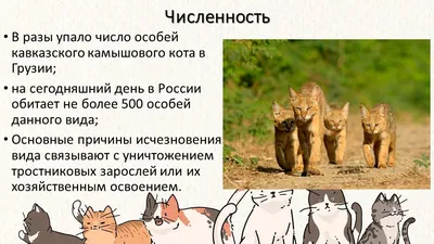 Раскраски камышовый кот (47 фото) » Картинки, раскраски и трафареты для  всех - Klev.CLUB