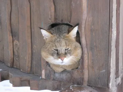 Дикие кошки: Европейская дикая лесная кошка (Felis silvestris)