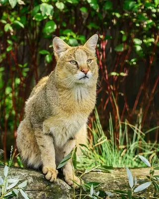 Камышовый кот в России | Пикабу