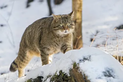 Кавказский лесной кот