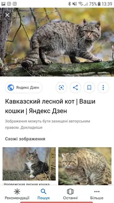 Кавказский лесной кот: краснокнижный охотник-одиночка | Замурчательно! |  Дзен