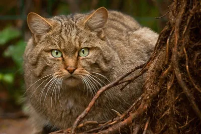 Раскраска кавказский лесной кот - 78 фото