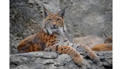 Кавказский камышовый кот - 69 фото