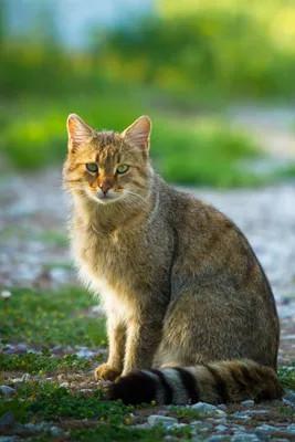 Кавказский лесной кот фото фотографии