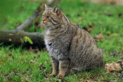Кавказский лесной кот: 10 интересных фактов о сильном, хитром и  осмотрительном хищнике | Приключения натуралиста | Дзен
