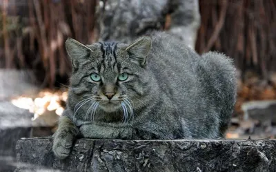 Удивительный Кавказский лесной кот: чем интересно это скрытное  краснокнижное животное | Родные просторы | Дзен