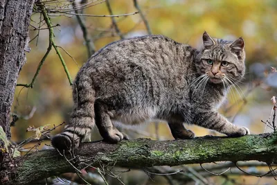 Удивительный Кавказский лесной кот: чем интересно это скрытное  краснокнижное животное | Родные просторы | Дзен