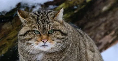 Кавказский лесной кот | Пикабу
