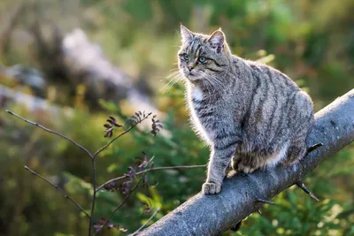 Кавказский лесной кот: 10 интересных фактов о сильном, хитром и  осмотрительном хищнике | Приключения натуралиста | Дзен
