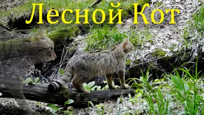 Кавказский лесной кот - 68 фото