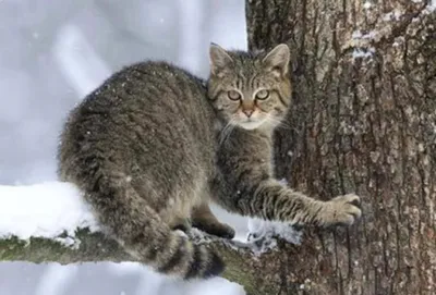 Кавказский Лесной Кот / Wildcat / Gatto Selvatico - YouTube