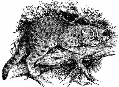 Лесной кот - Кошачьи | Некоммерческий учебно-познавательный интернет-портал  Зоогалактика