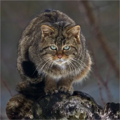 Кавказский лесной кот - картинки и фото poknok.art