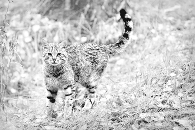Кавказский лесной кот (37 лучших фото)