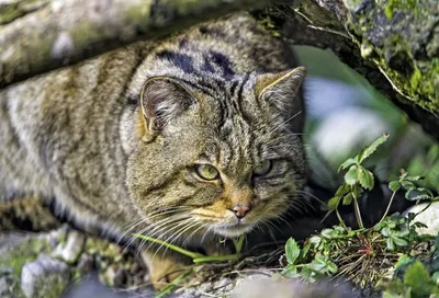 Кавказский лесовой кот | Кот, Раскраски