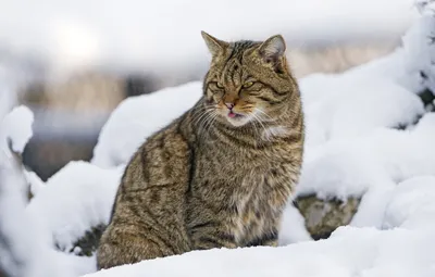 Кавказский Лесной кот - красивые фото