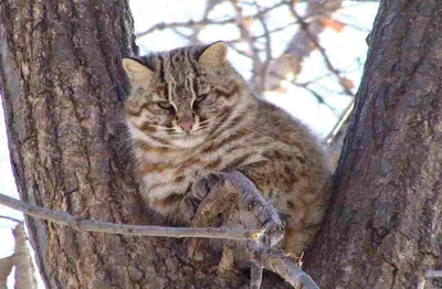 Кавказский лесной кот раскраска - 58 фото