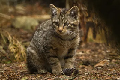 Кавказский лесной кот - 73 фото