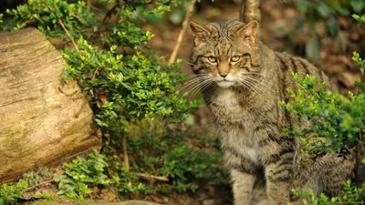 Кошка кавказская лесная — Felis silvestris caucasica