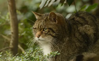 Лесной кот - ЯПлакалъ
