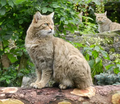 Кавказский лесной кот - 62 фото