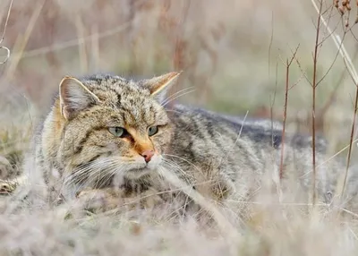Кавказский лесной кот - 70 фото