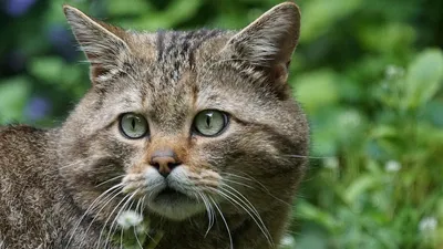 Европейский лесной кот Зоопарк ТГУ.