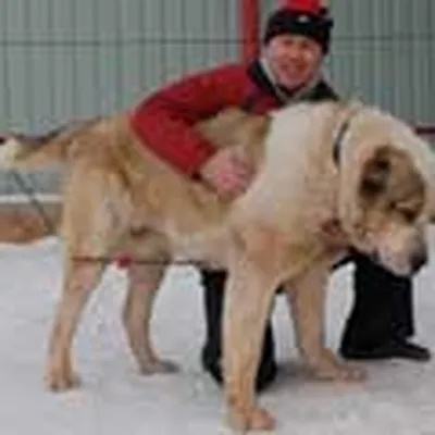 Кавказский волкодав собака фото фотографии