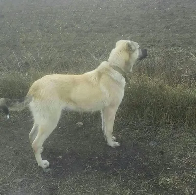 Гампр (Armenian Gampr) - это сильная, преданная и своенравная порода собак.  Описание, фото и отзывы.