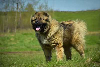 Кавказская овчарка - фото щенка, цена и полная характеристика