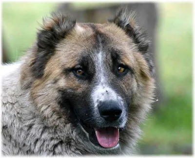 Кавказский волкодав – купить в Александрийской, цена 3 500 руб., продано 29  февраля 2020 – Собаки