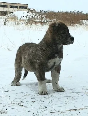 Кавказский Волкодав - Буран! (Caucasian Wolfhound) - YouTube