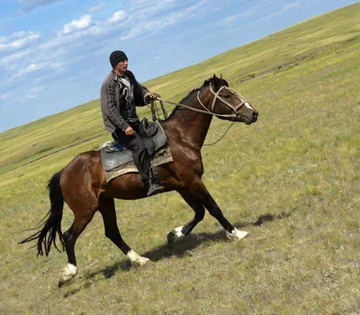 Казахские лошади фото 