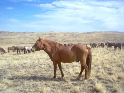 Первый в истории заводской тип казахской породы лошадей создали ученые -  АПК Новости