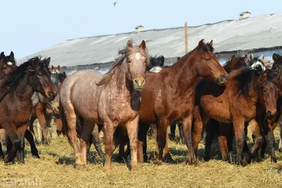 Казахские лошади: Не имей сто преимуществ, а имей ни одного недостатка.  Универсальные кони Великой степи | Книга животных | Дзен