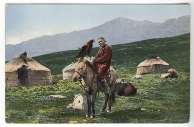 Казахская лошадь — Википедия