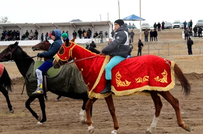 Наследие степей: какие породы лошадей должен знать каждый казахстанец