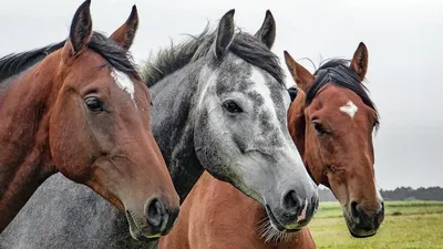 Почему русские не едят лошадей, а казахи без конины жить не могут |  TravelManiac | Дзен