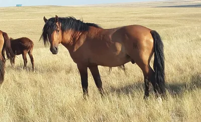 Предки казахов приручили лошадей более 6 тысяч лет назад: 26 февраля 2012,  06:45 - новости на Tengrinews.kz