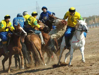 Казахские лошади: Не имей сто преимуществ, а имей ни одного недостатка.  Универсальные кони Великой степи | Пикабу