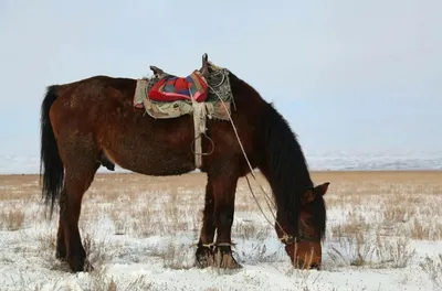Казахские лошади: Не имей сто преимуществ, а имей ни одного недостатка.  Универсальные кони Великой степи | Книга животных | Дзен