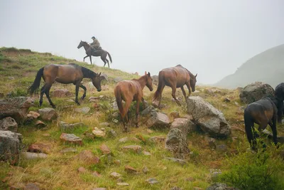 Казахская лошадь - 72 фото