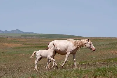 Казахстан больше не считают родиной домашних лошадей. Россия победила? |  Аналитический Интернет-портал