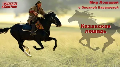 Талдыкорганский фермер вывел новый тип казахской породы лошадей - YouTube