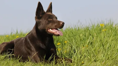 Австралийская келпи собака: фото, характер, описание породы