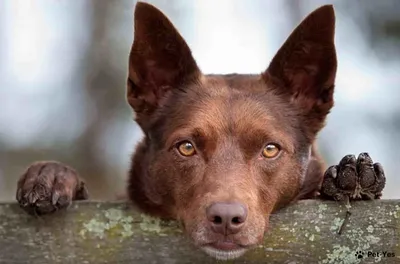 Австралийский келпи собака: описание, характер, фото, цена